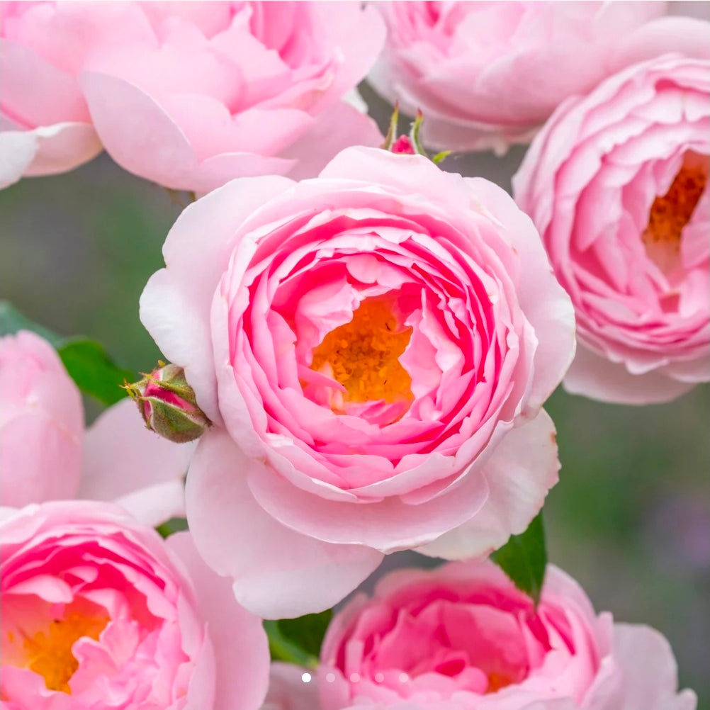 Scepter'd Isle English Rose Shrub~ David Austin