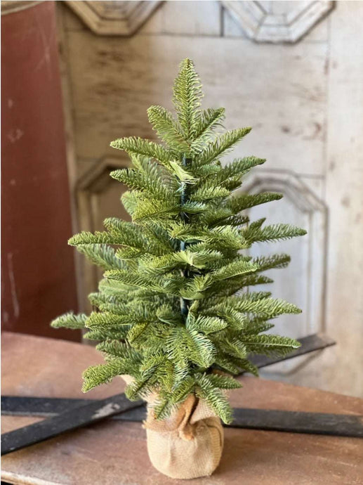 Christmas Shetland Spruce Tree 26