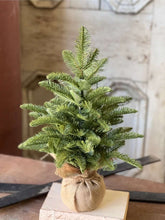 Load image into Gallery viewer, Christmas Shetland Spruce Tree 20&quot;