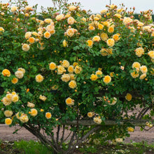 Load image into Gallery viewer, Teasing Georgia English Climbing Rose ~ David Austin