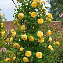 Load image into Gallery viewer, Teasing Georgia English Climbing Rose ~ David Austin