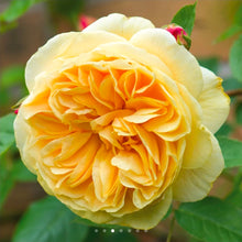 Load image into Gallery viewer, Teasing Georgia English Climbing Rose ~ David Austin