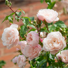 Load image into Gallery viewer, The Generous Gardener Climbing English Rose~ David Austin