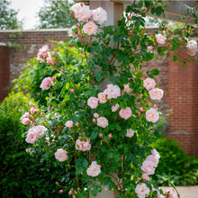 Load image into Gallery viewer, The Generous Gardener Climbing English Rose~ David Austin