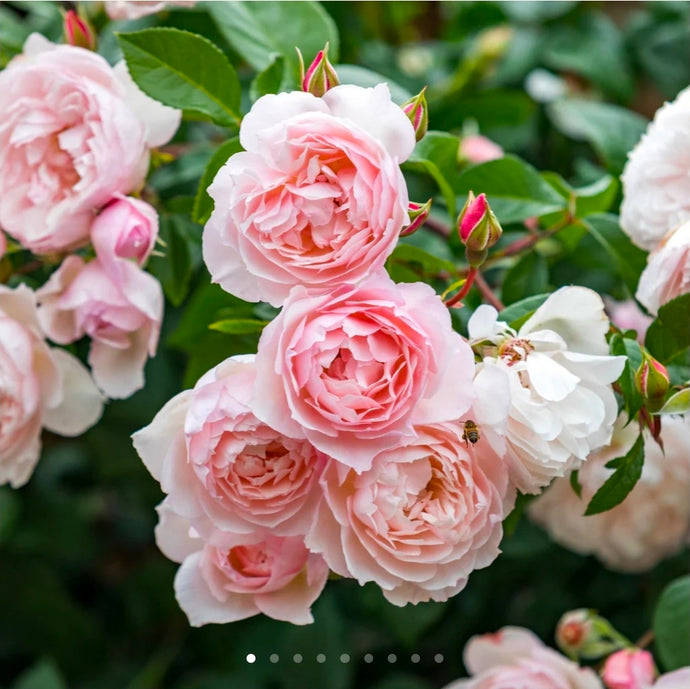 The Generous Gardener Climbing English Rose~ David Austin