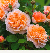 Load image into Gallery viewer, The Lady Gardener English Rose Shrub~ David Austin