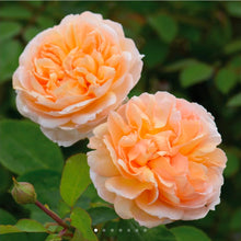 Load image into Gallery viewer, The Lady Gardener English Rose Shrub~ David Austin