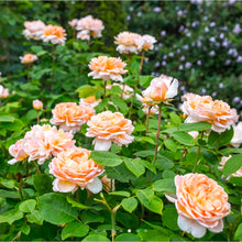 Load image into Gallery viewer, The Lady Gardener English Rose Shrub~ David Austin
