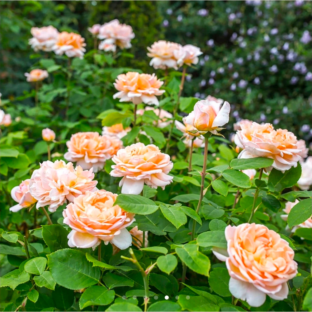 The Lady Gardener English Rose Shrub~ David Austin