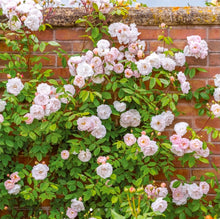 Load image into Gallery viewer, The Lady of the Lake Rambler English Rose~ David Austin