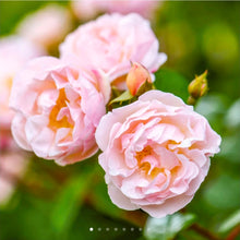 Load image into Gallery viewer, The Lady of the Lake Rambler English Rose~ David Austin