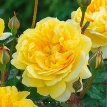 Load image into Gallery viewer, The Poet&#39;s Wife English Rose Shrub~ David Austin