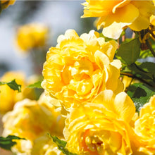 Load image into Gallery viewer, The Poet&#39;s Wife English Rose Shrub~ David Austin