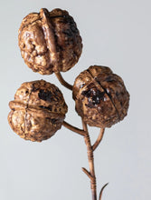 Load image into Gallery viewer, Walnut Stem 25&quot;