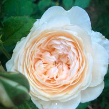 Load image into Gallery viewer, Windermere English Rose Shrub~ David Austin