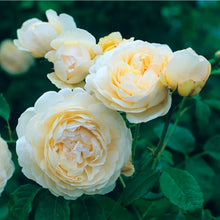 Load image into Gallery viewer, Windermere English Rose Shrub~ David Austin