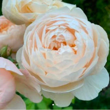 Load image into Gallery viewer, Windermere English Rose Shrub~ David Austin