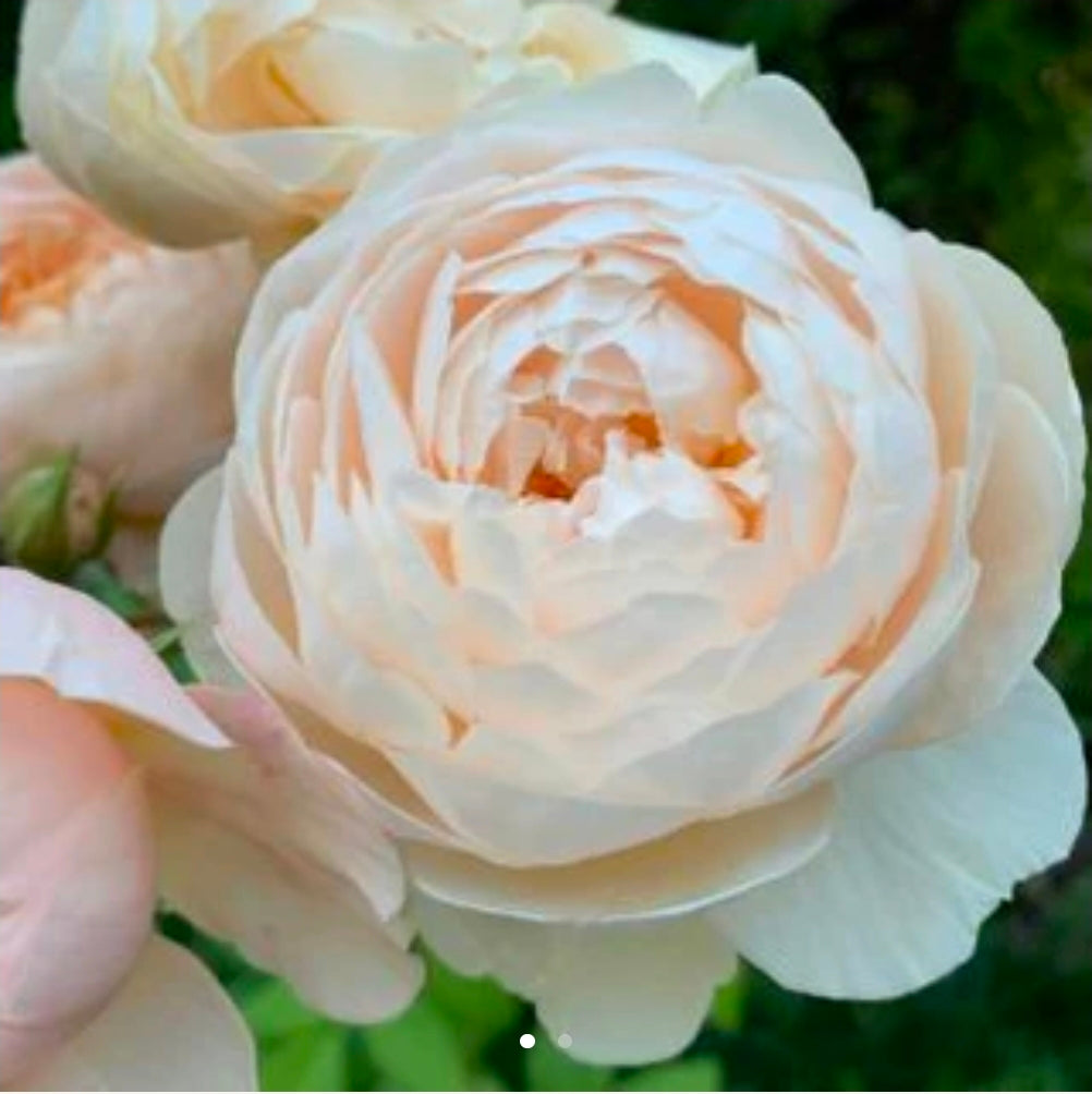 Windermere English Rose Shrub~ David Austin