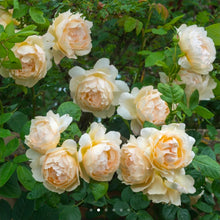 Load image into Gallery viewer, Wollerton Old Hall Climbing English Rose ~ David Austin