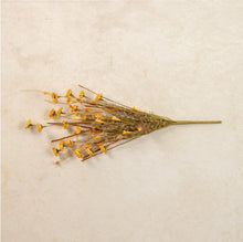 Load image into Gallery viewer, Yellow Daisy Bush ~22&quot;