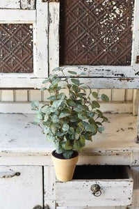 Garden Eucalyptus Tree