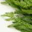 Load image into Gallery viewer, Christmas Norfolk Pine Garland 5Ft